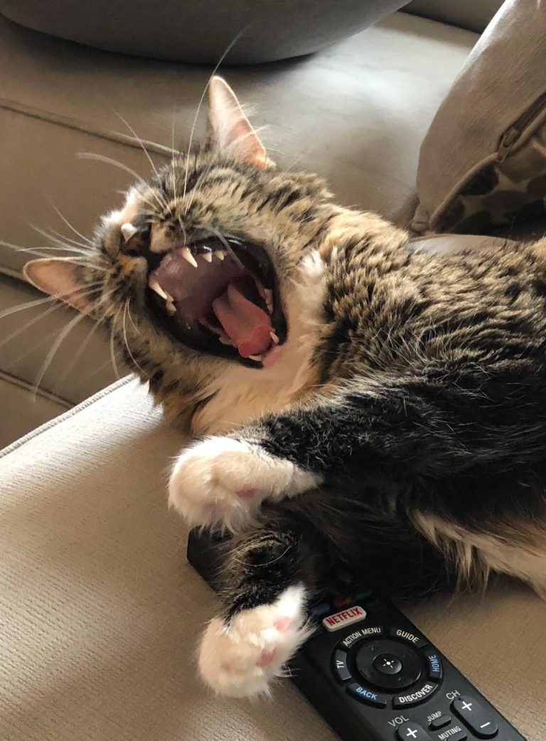 Cat Stills Bilder