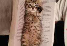 Bild von Cat Stock Photo Bilder fürs handy