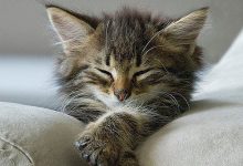 Bild von Cat With Kittens Images Bilder fürs handy