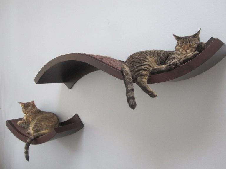 Cate Image Bilder
