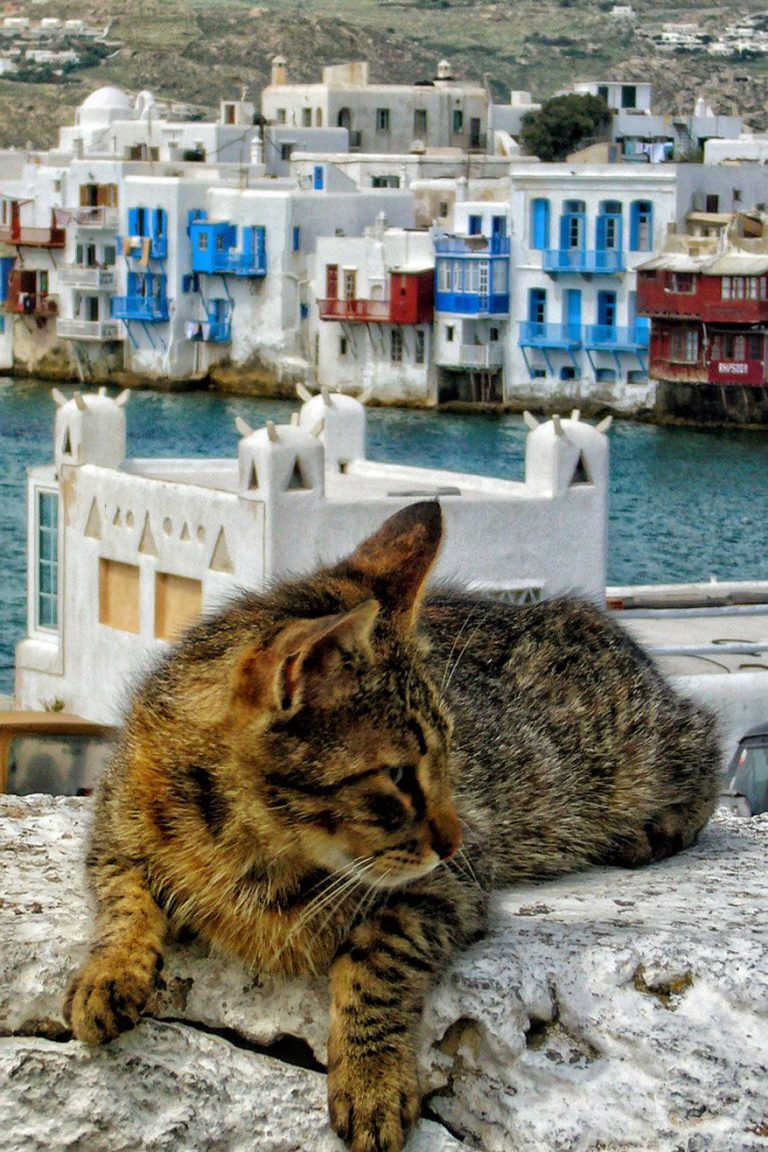 Cate Pic Bilder