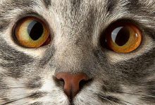 Bild von Cates Images Bilder fürs handy
