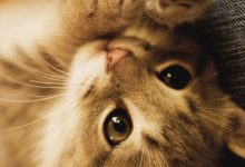 Bild von Cats Cute Pic Bilder fürs handy