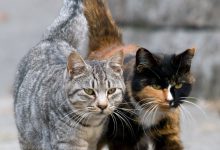 Bild von Cats Fotos Bilder fürs handy