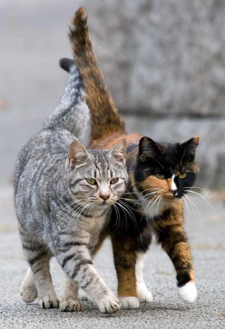 Cats Fotos Bilder