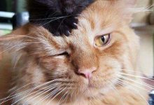 Bild von Cats Pictures Gallery Bilder fürs handy