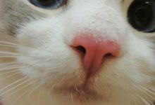 Bild von Comic Katzen Bilder fürs handy