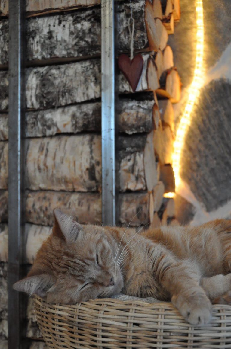 Cool Cat Pictures Bilder