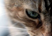 Bild von Coole Katzenbilder fürs handy