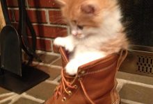 Bild von Crazy Cat Pictures Bilder fürs handy