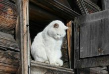 Bild von Crazy Funny Cat Pictures Bilder fürs handy