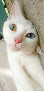Crazy Kitty Pictures Bilder
