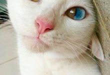 Bild von Crazy Kitty Pictures Bilder fürs handy