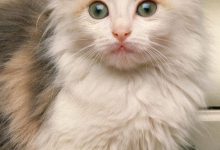 Bild von Cut Cats Photos Bilder fürs handy