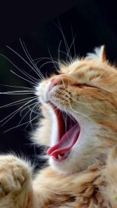 Cute And Funny Cat Pics Bilder 169x300 - Funny Kitten Pics With Captions Bilder