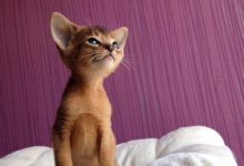 Bild von Cute And Funny Cats Bilder fürs handy