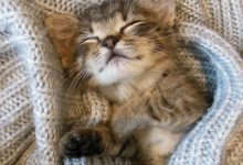 Bild von Cute Cat And Dog Pictures Bilder fürs handy