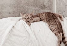 Bild von Cute Cat Gallery Bilder fürs handy