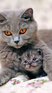 Cute Cat Hd Photos Bilder 169x300 - Animierte Katzenbilder