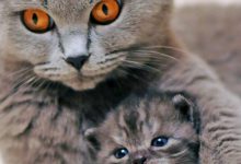 Bild von Cute Cat Hd Photos Bilder fürs handy