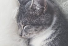 Bild von Cute Cat Image Free Download Bilder fürs handy