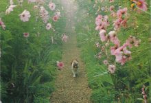 Bild von Cute Cat Images Bilder fürs handy