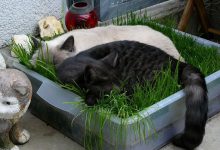 Bild von Cute Cat Kitten Images Bilder fürs handy