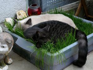 Cute Cat Kitten Images Bilder