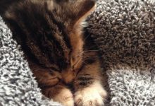 Bild von Cute Cat Love Images Bilder fürs handy