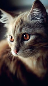 Cute Cat Photography Bilder 169x300 - Bkh Katzen Fotos