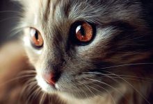 Bild von Cute Cat Photography Bilder fürs handy