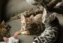 Bild von Cute Cat Photos Bilder fürs handy
