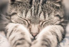 Bild von Cute Cat Photos With Captions Bilder fürs handy