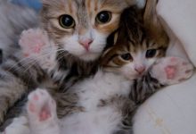 Bild von Cute Cat Photos With Quotes Bilder fürs handy