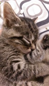 Cute Cat Pics Bilder 170x300 - Www Katzen Kaufen