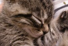 Bild von Cute Cat Pics Bilder fürs handy