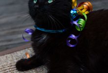 Bild von Cute Cat Pics For Facebook Bilder fürs handy