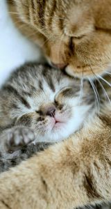 Cute Cat Pics With Captions Bilder 160x300 - cats with thumbs bilder