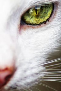 Cute Cat Pictures For Facebook Bilder