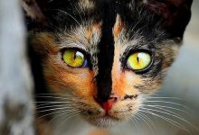 Bild von Cute Cat Pictures With Words Bilder fürs handy