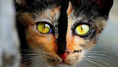 Bild von Cute Cat Pictures With Words Bilder