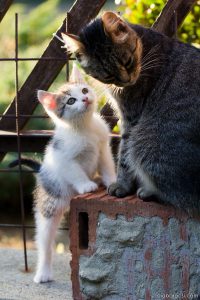 Cute Cats Bilder