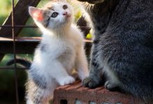 Bild von Cute Cats Bilder fürs handy