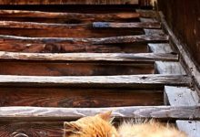Bild von Cute Cats In Love Images Bilder fürs handy