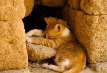 Bild von Cute Cats Pictures Photos Bilder fürs handy