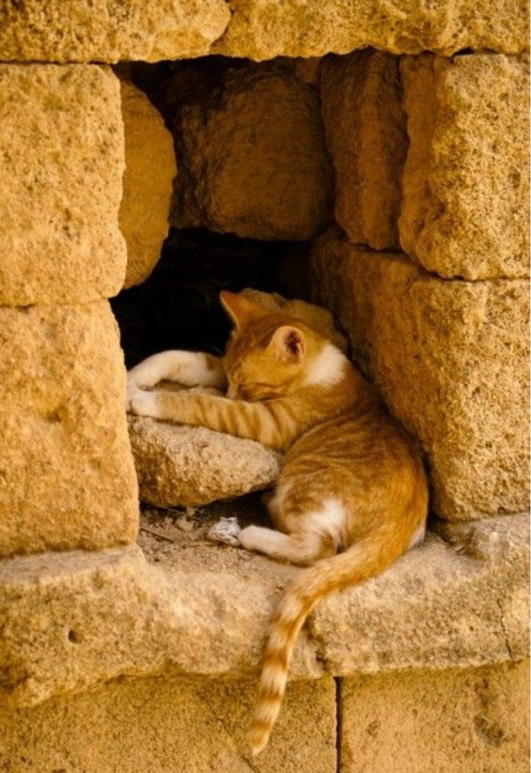 Cute Cats Pictures Photos Bilder