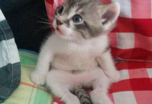 Bild von Cute Kitten Images Bilder fürs handy