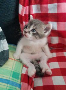Cute Kitten Images Bilder 221x300 - Bilder Zum Ausmalen Kostenlos