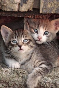 Cute Kitten Photos Bilder 200x300 - Gratis Baby Katzen