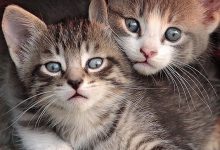 Bild von Cute Kitten Photos Bilder fürs handy